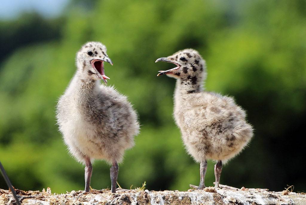 Herring Gull Chicks by ufopilot is licensed under CC BY-NC 2.0